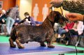 Crufts2010 261